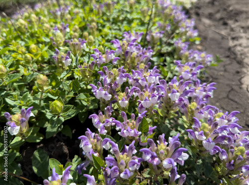 Quadro su tela Purple white alpine skullcap flowers blooming in garden bed