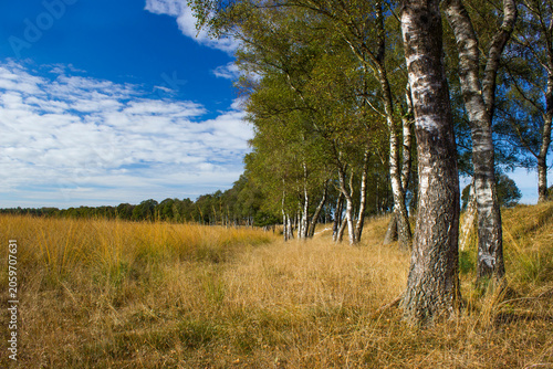 Birch trees in National Park Hoge Veluwe in the Netherlands.