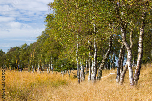 Birch trees in National Park Hoge Veluwe in the Netherlands.