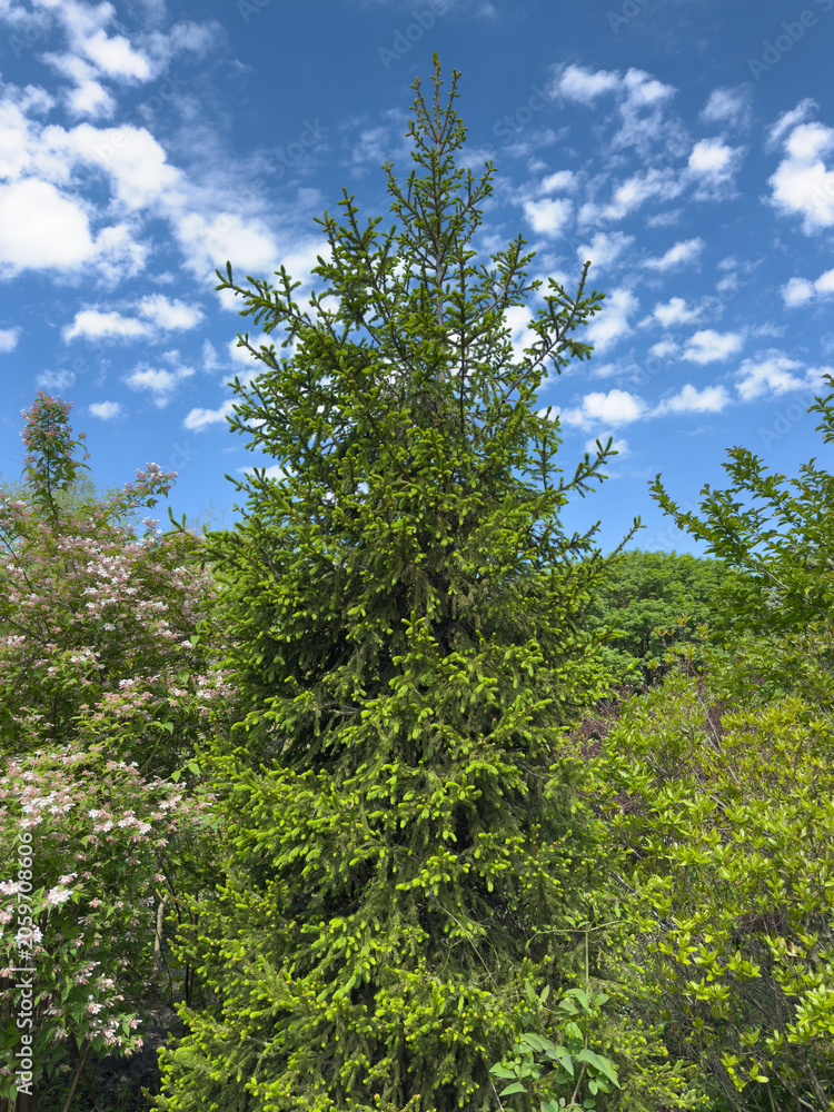 Fototapeta premium Tall Norway spruce tree growing under blue summer sky
