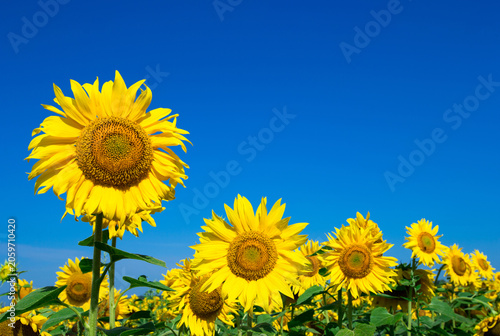 Sunflower field with cloudy blue sky
