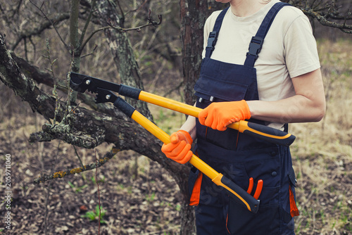 Worker holds pruner to cut branches on shrub in garden on clear day.