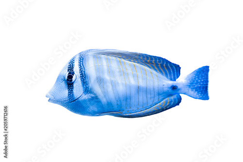 Blue striped fish isolated on white background