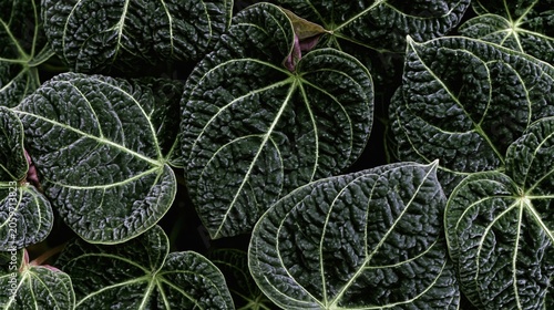 Close-up of Dark Green Leaves with Intricate Veins  Background Wallpaper Pattern 