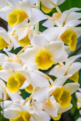 Closeup macro view of fresh cluster of white and golden yellow flowers of tropical epiphytic orchid species dendrobium palpebrae blooming outdoors