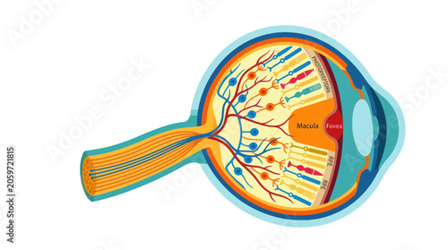 Slika na platnu Anatomy of the human eye showing the retina and optic nerve