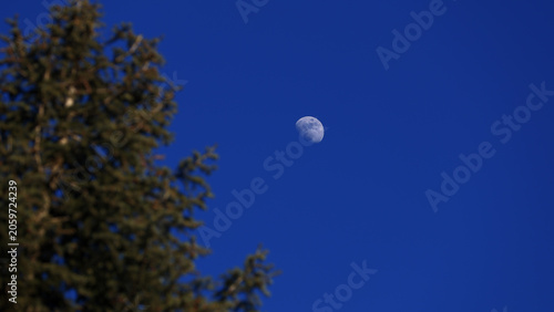 Foto Waxing gibbous Moon with tree silhouettes on a daylight blue sky.