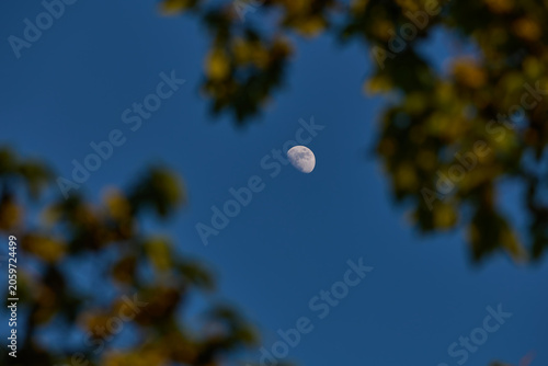 Billede på lærred Waxing gibbous Moon with tree silhouettes on a daylight blue sky.
