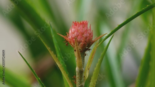 close up of ornamental pineapple planted in the yard