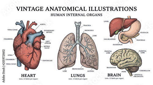 Cuadro en lienzo Vintage anatomical diagrams of human internal organs with labels