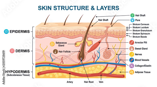 Photos Human skin anatomy diagram showing epidermis dermis and hypodermis