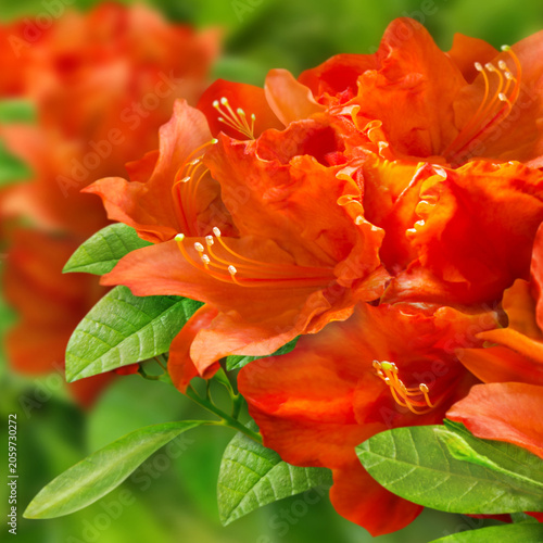 Blumen im Garten   Azalee   Azalea Flowers