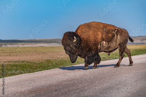 American Bison Grazing in Badlands National Park, South Dakota