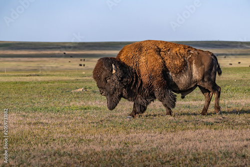 American Bison Grazing in Badlands National Park, South Dakota