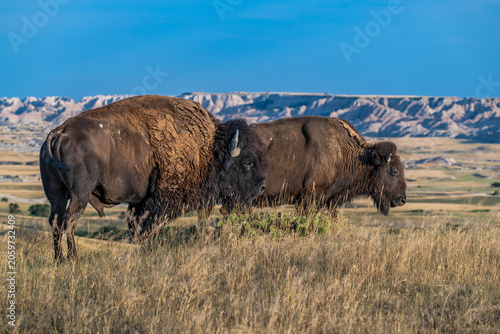 American Bison Grazing in Badlands National Park, South Dakota