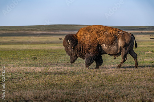 American Bison Grazing in Badlands National Park, South Dakota