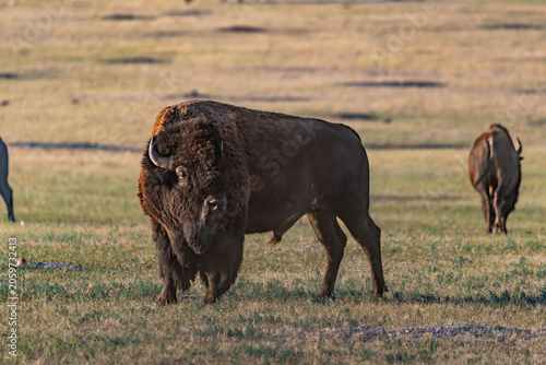 American Bison Grazing in Badlands National Park, South Dakota