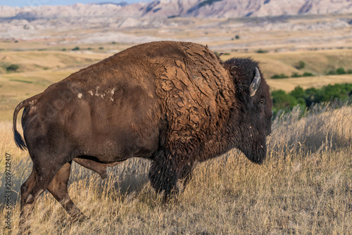 American Bison Grazing in Badlands National Park, South Dakota