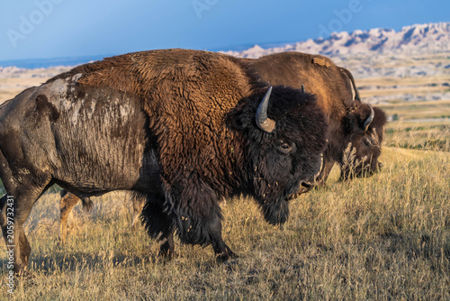 American Bison Grazing in Badlands National Park, South Dakota