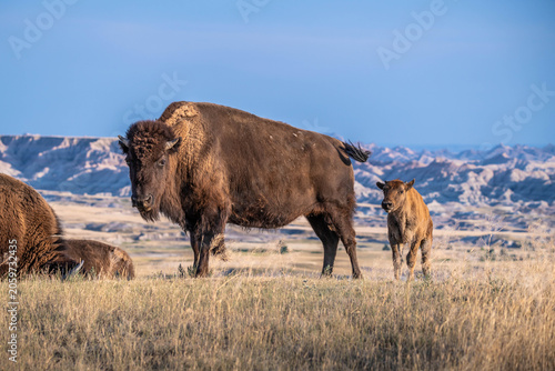 American Bison Grazing in Badlands National Park, South Dakota