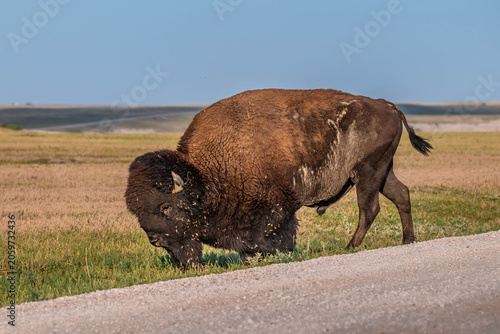 American Bison Grazing in Badlands National Park, South Dakota