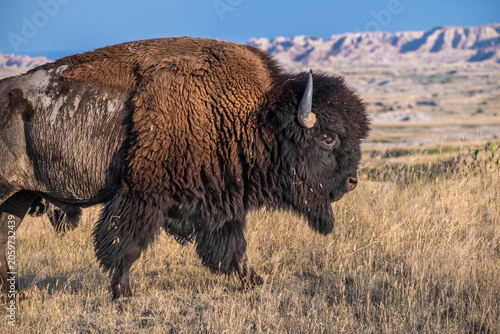 American Bison Grazing in Badlands National Park, South Dakota
