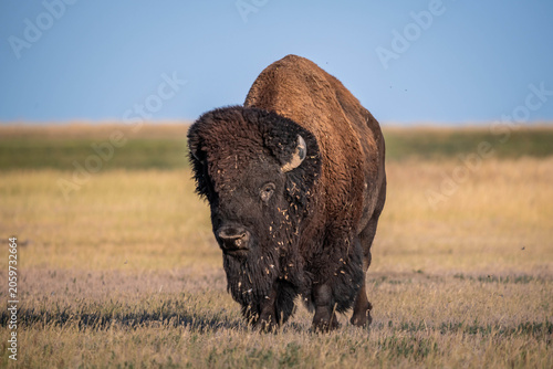 American Bison Grazing in Badlands National Park, South Dakota