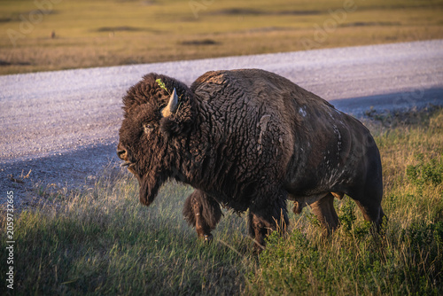 American Bison Grazing in Badlands National Park, South Dakota
