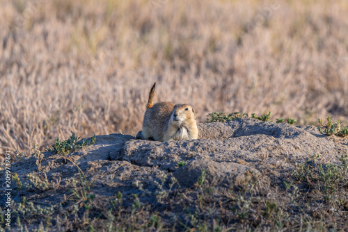 A Prairie Dog in Badlands National Park, South Dakota