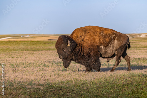 American Bison Grazing in Badlands National Park, South Dakota
