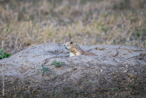 A Prairie Dog in Badlands National Park, South Dakota