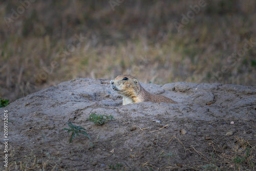 A Prairie Dog in Badlands National Park, South Dakota