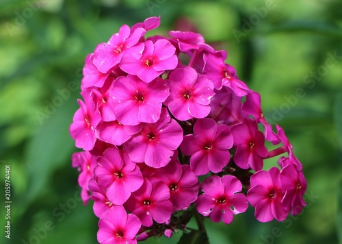 Fotografía Phlox paniculata (fall phlox) blooming in a garden