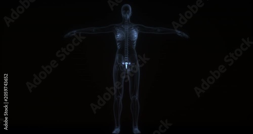 Ovary in human body. X Ray. Loop