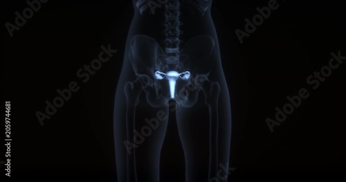 Female reproductive system in human body. X Ray. Loop