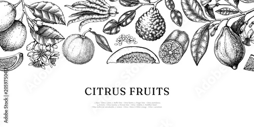 Citrus fruits background in engraving style. Hand drawn vector illustrations Vintage botanical banner design with exotic plants sketches. NOT AI generated