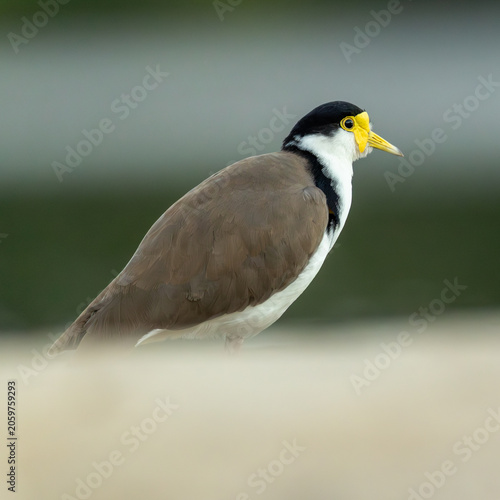 Photography Profile view of masked lapwing standing alone against a smooth blurred green bac