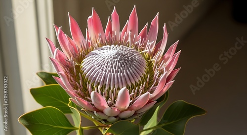 Pink Protea Flower Blooms with CloseUp, South African Flora, Natural Beauty, and Sunlight.