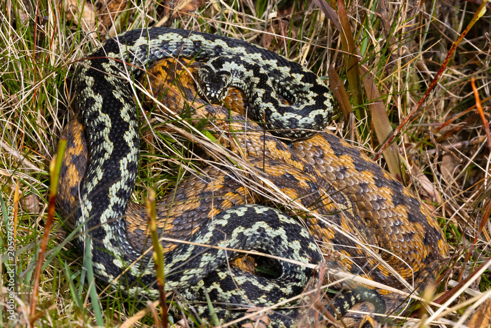 Obraz premium Adders Mating in moorland during Spring, Weardale, County Durham, England, UK.