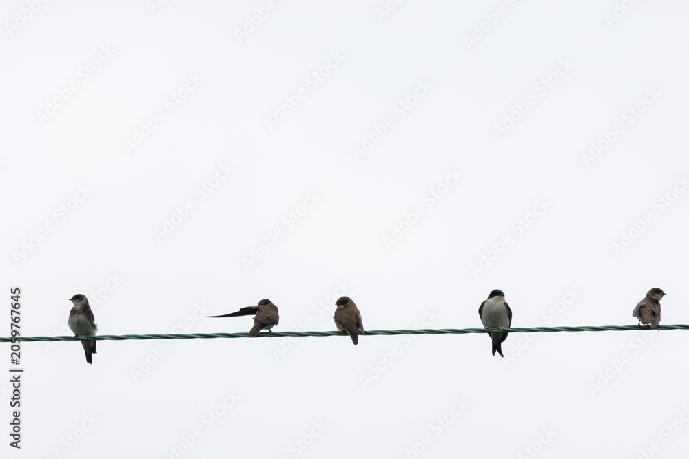 Фотография Five Sand Martins perched on a overhead cable.
