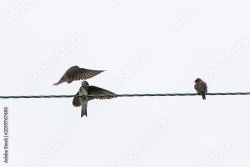 Fotografie Sand Martins competing for space on a overhead wire.