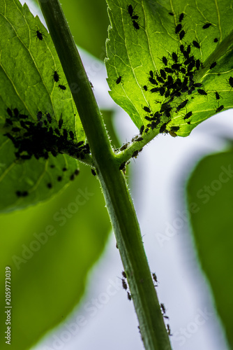 Dense black aphid colony infesting a young elderberry shoot. Ant tending aphids on green stem, illustrating plant pest infestation, insect ecology and agriculture.
