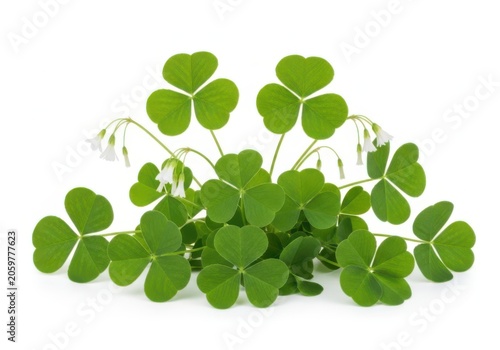 Fresh green shamrock clover plant with small white flowers isolated on white background