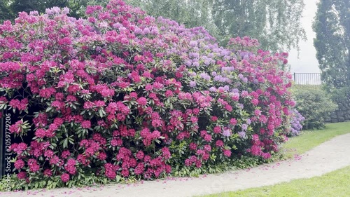 Summer garden, landscape. Beautiful park, flowers and trees, green lawn, grass. Famous historical place. For posters, interior decoration, calendars, prints designs. Summer flower in full growth