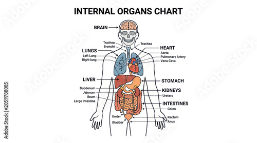 Foto Human internal organs anatomical chart with labels