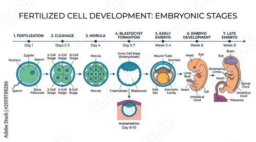Konstfotografi Human embryonic development stages from fertilization to eight weeks