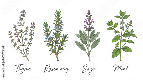 Botanical herb collection featuring thyme rosemary sage and mint