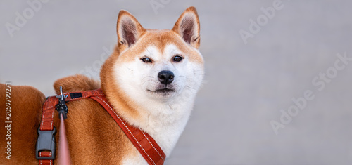 Shiba Inu dog wearing harness and looking at camera on gray background, loyal companion and responsible pet ownership concept with copy space
