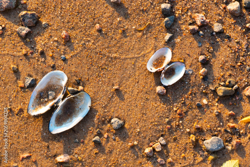 freshwater mussel, swan mussel wings on the stone bank of an autumn river in the sand and gravel 