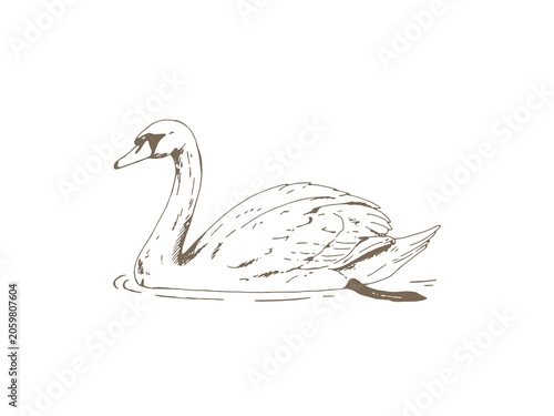 Obraz na płótnie Vintage Mute Swan Illustration, Hand Drawn Engraving Style Wildlife Drawing